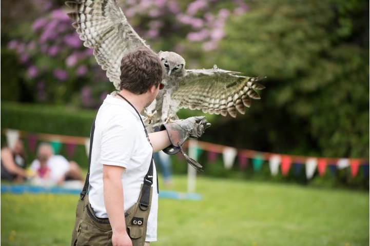 Book Falconry Display