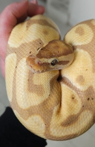 Package image