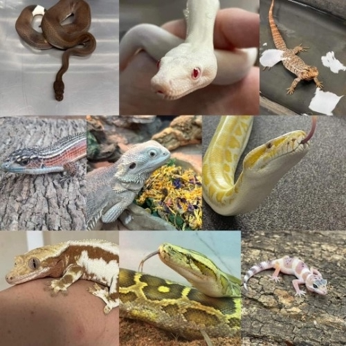 Package image