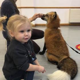 Vincent the fox