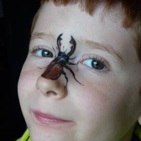 Stag Beetle