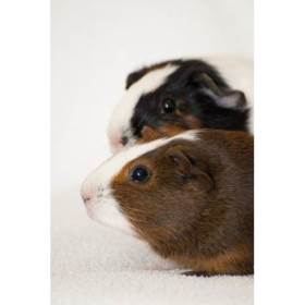 Nancy and Peggy