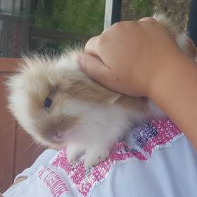 All About Anna's Animals