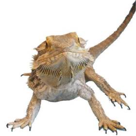 Horatio lizard