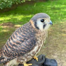 Nature's Burrow Animal Encounters