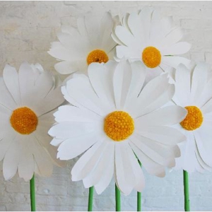 Giant paper daisies