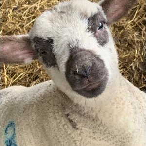 ems friendly farm