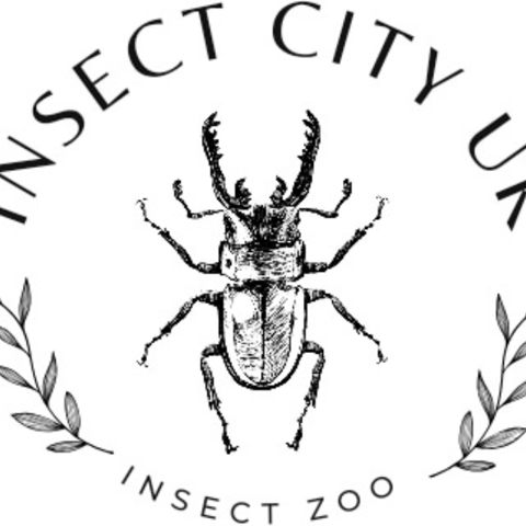 Insect City UK